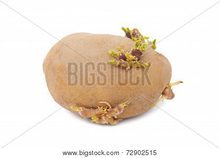 Sprouted potato