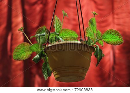 House Plant In Flowerpot