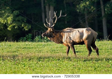 Bull Elk