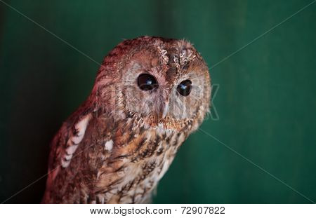 Tawny Owl, Strix Aluco