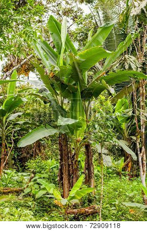 Amazon Plants, Tropical Rainforest, National Park Yasuni, Ecuador