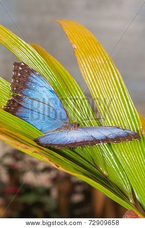Morpho Menelaus Butterfly Was Named In 1758 By Carl Linnaeus (As Papilio Menelaus) To Honor The Greek Mythological Figure Menelaus, A King Of Ancient Sparta, South America