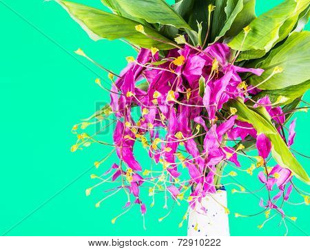 Blossom Of Globba Flower ,chiangmai Thailand