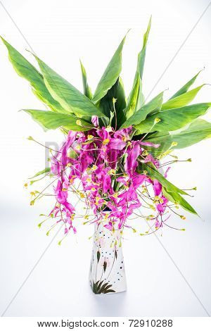 Blossom Of Globba Flower ,chiangmai Thailand