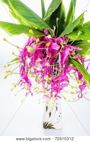 Blossom Of Globba Flower ,chiangmai Thailand