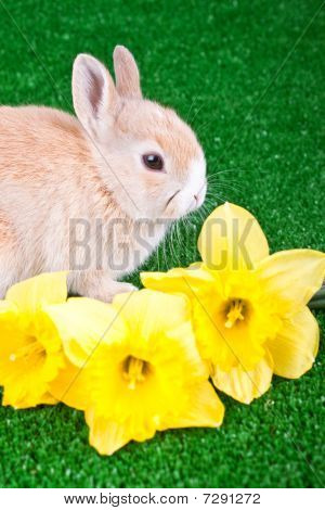 Kanin og Narcissus