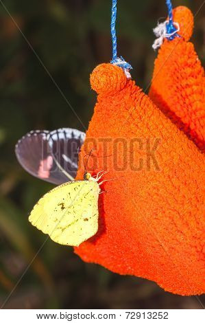 Yellow huge Amazonian Butterfly, Yasuni National Park, South America