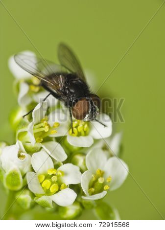 Fly On Flower