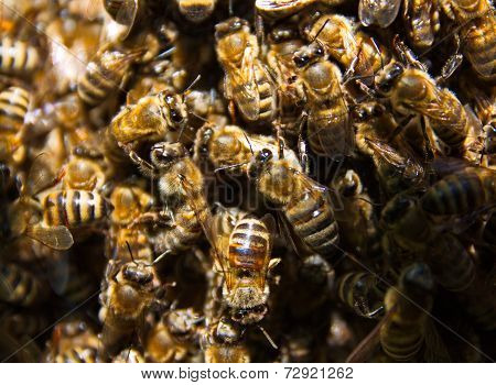 Bees