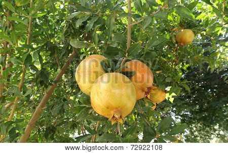 Pomegranate fruits on the tree