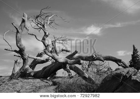 Burmis Tree