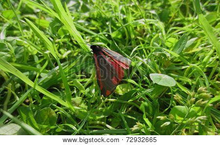 Sommerfugl/Butterfly