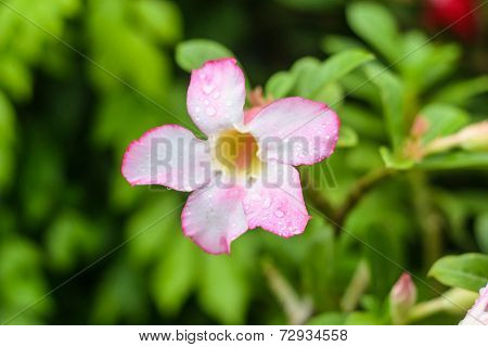 Adenium Flower Are Color Pink And White In The Green Background