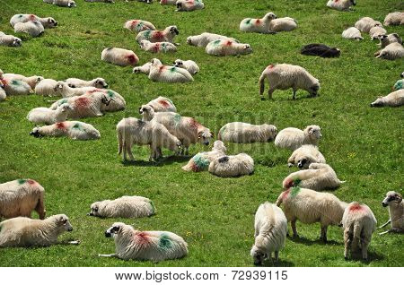 Herd Of Sheep In The Mountains