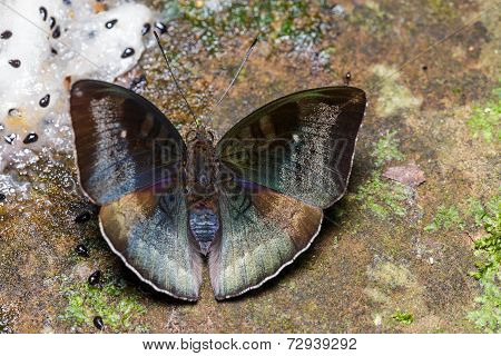 Male Malay Baron Butterfly On Ground