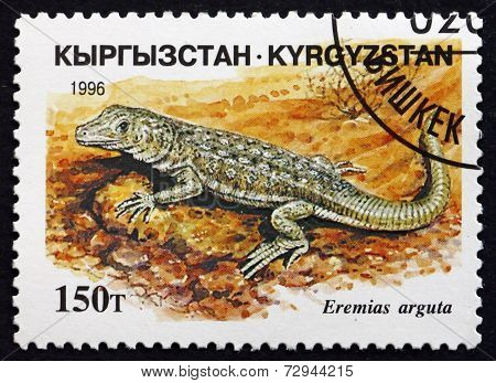Postage Stamp Kyrgyzstan 1996 Steppe-runner, Lizard