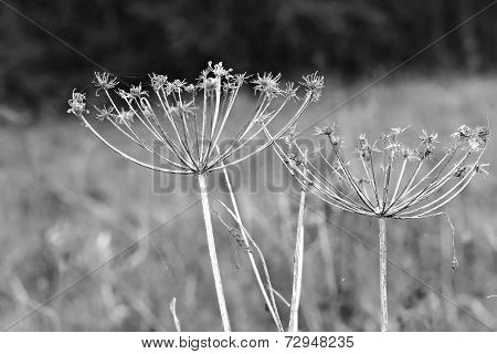 Wildflower Aegopodium Podagraria Umbels