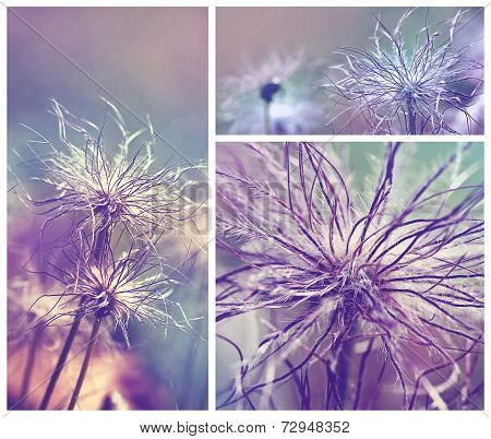 Pulsatilla Vulgaris Seedhead