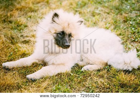 Gray Keeshound, Keeshond, Keeshonden Dog (german Spitz) Wolfspitz