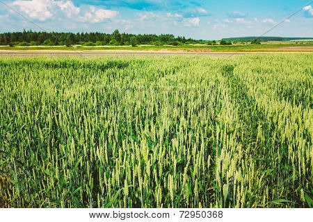 Green Barley Ears Field Early Summer. Green Background