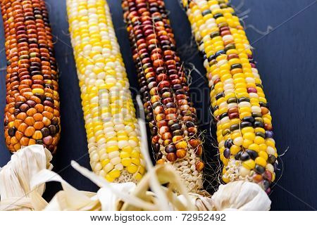 Flint Corn