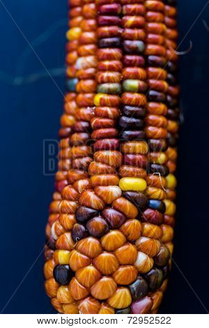 Flint Corn