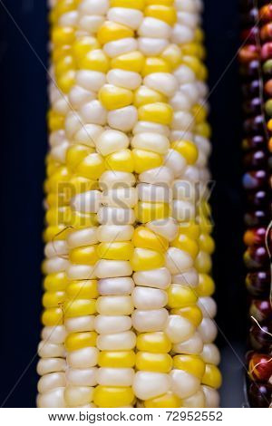 Flint Corn