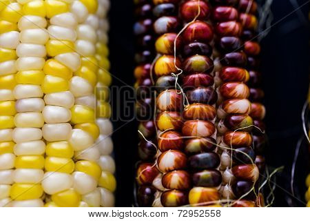 Flint Corn