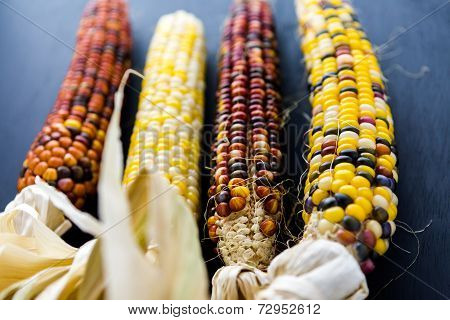 Flint Corn