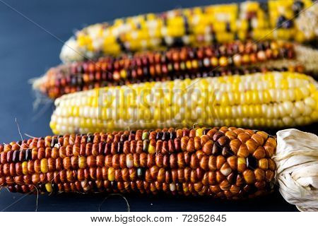 Flint Corn