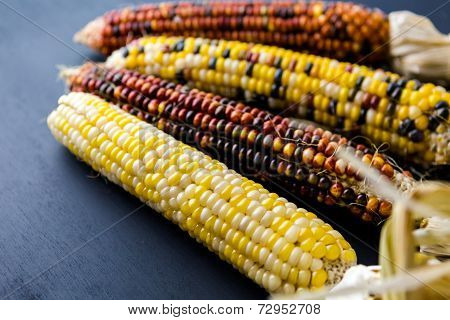 Flint Corn