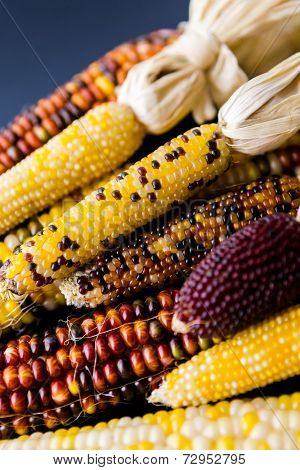 Flint Corn