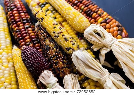 Flint Corn