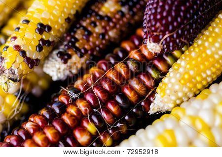 Flint Corn