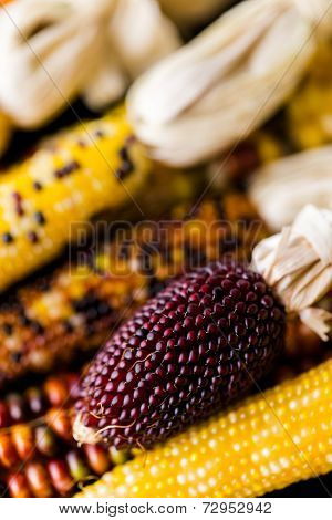 Flint Corn