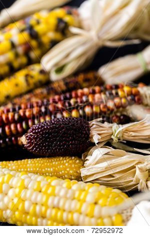 Flint Corn
