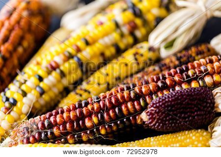 Flint Corn