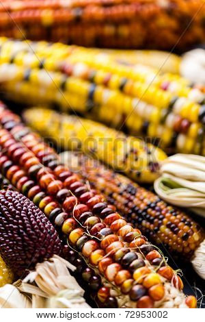 Flint Corn