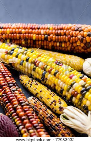 Flint Corn