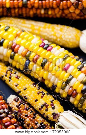 Flint Corn