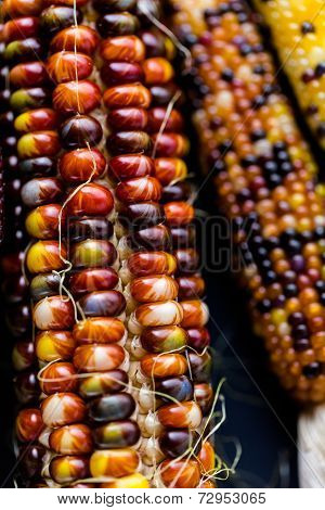 Flint Corn