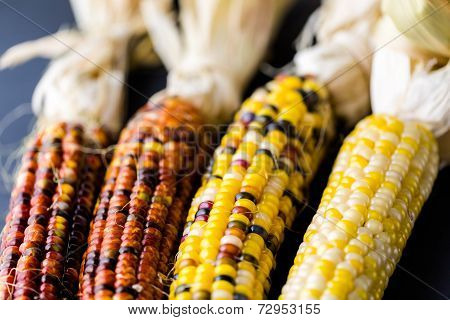 Flint Corn