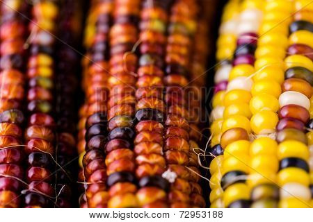 Flint Corn