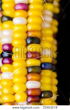 Flint Corn