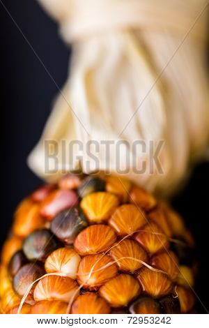 Flint Corn