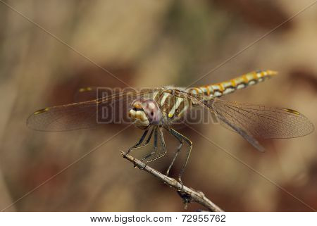 Perched Dragonfly