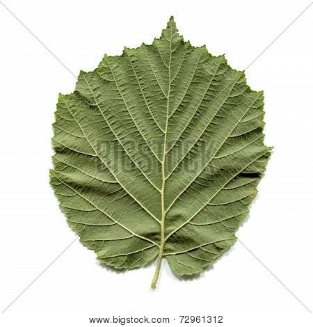 Hazel Tree Leaf