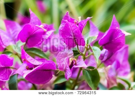 Bougainvillea