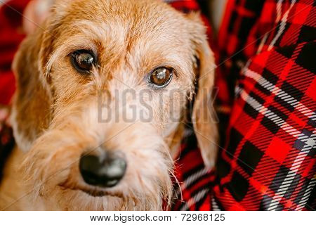 Wirehaired Dachshund Sits In Hands Of Mistress. Close Up Dog Portrait