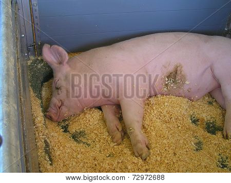Pig